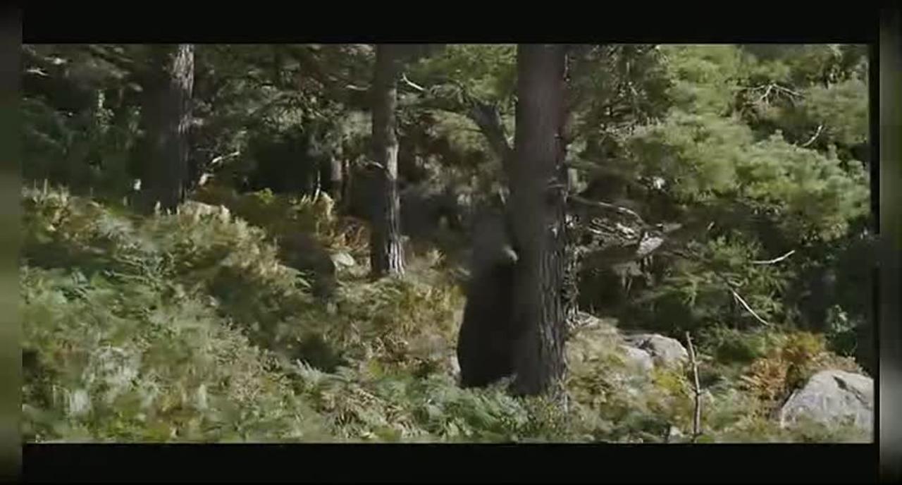 Cocaine Bear  Official Trailer [HD]