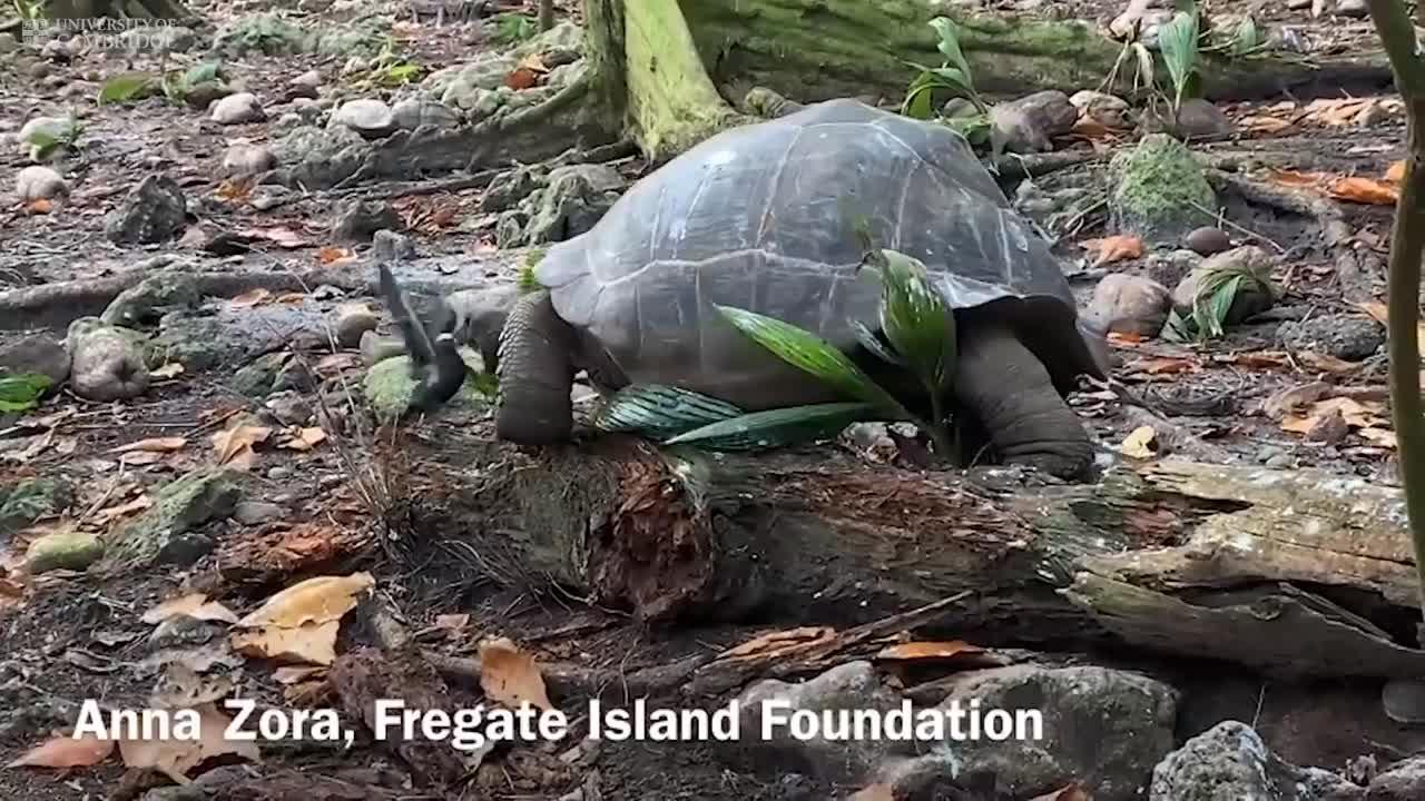 ‘Vegetarian’ giant tortoise filmed attacking and eating seabird