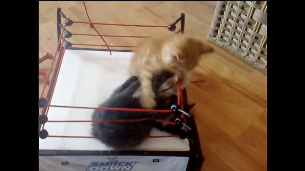WWE CAT FIGHT!