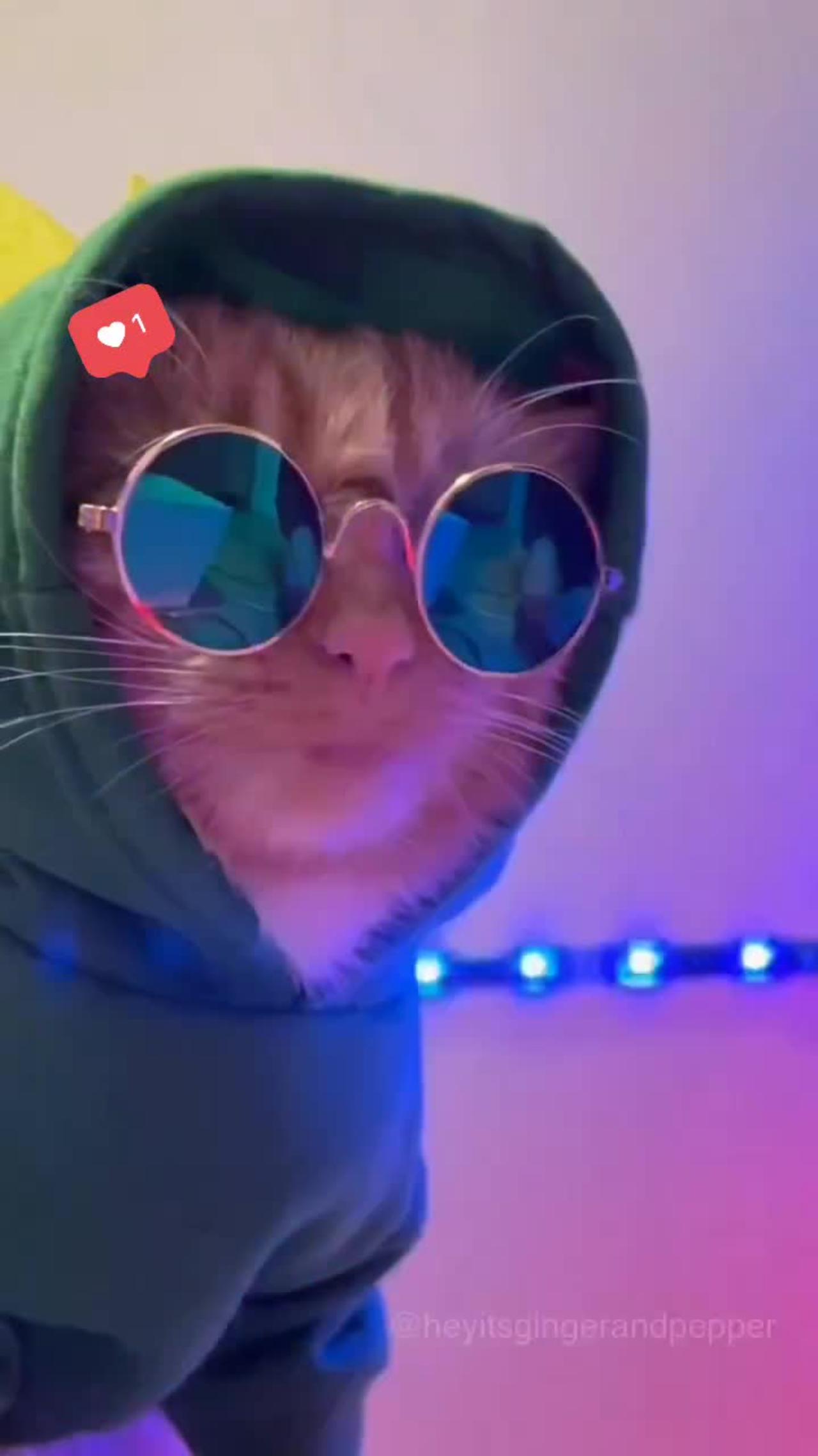 Funny Cat Videos Remix Part 3