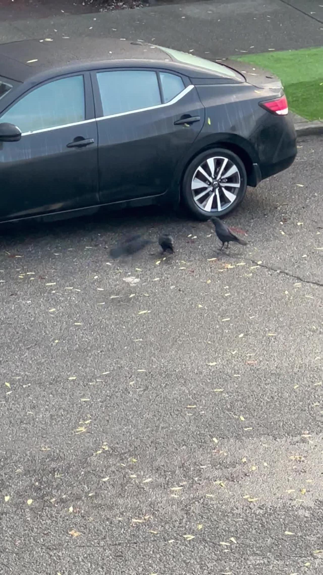 Bird Drops Rock on Car