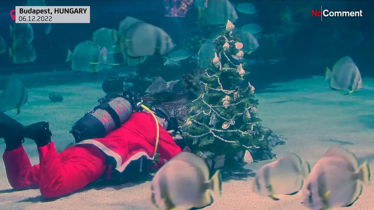 Watch: Santa makes special delivery to Budapest shark tank