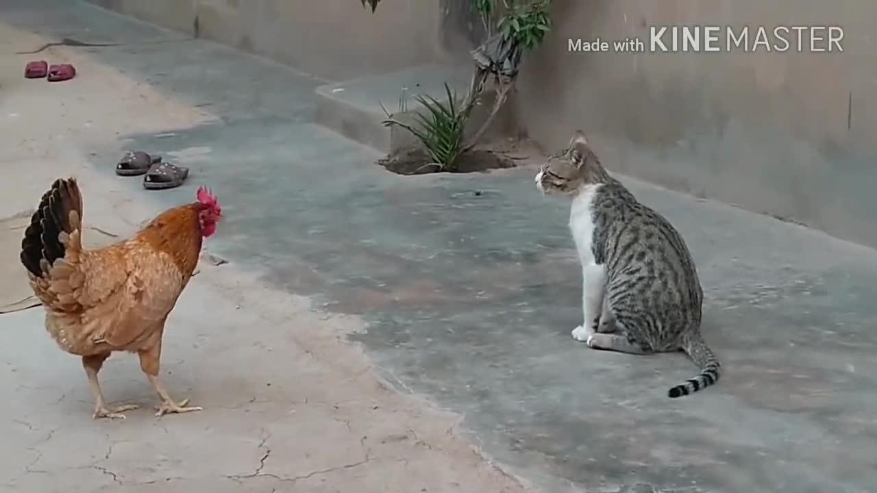 Chicken VS Dog & Cat Fights