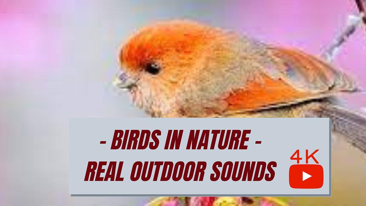 4K - Birds in Nature - Real Sounds