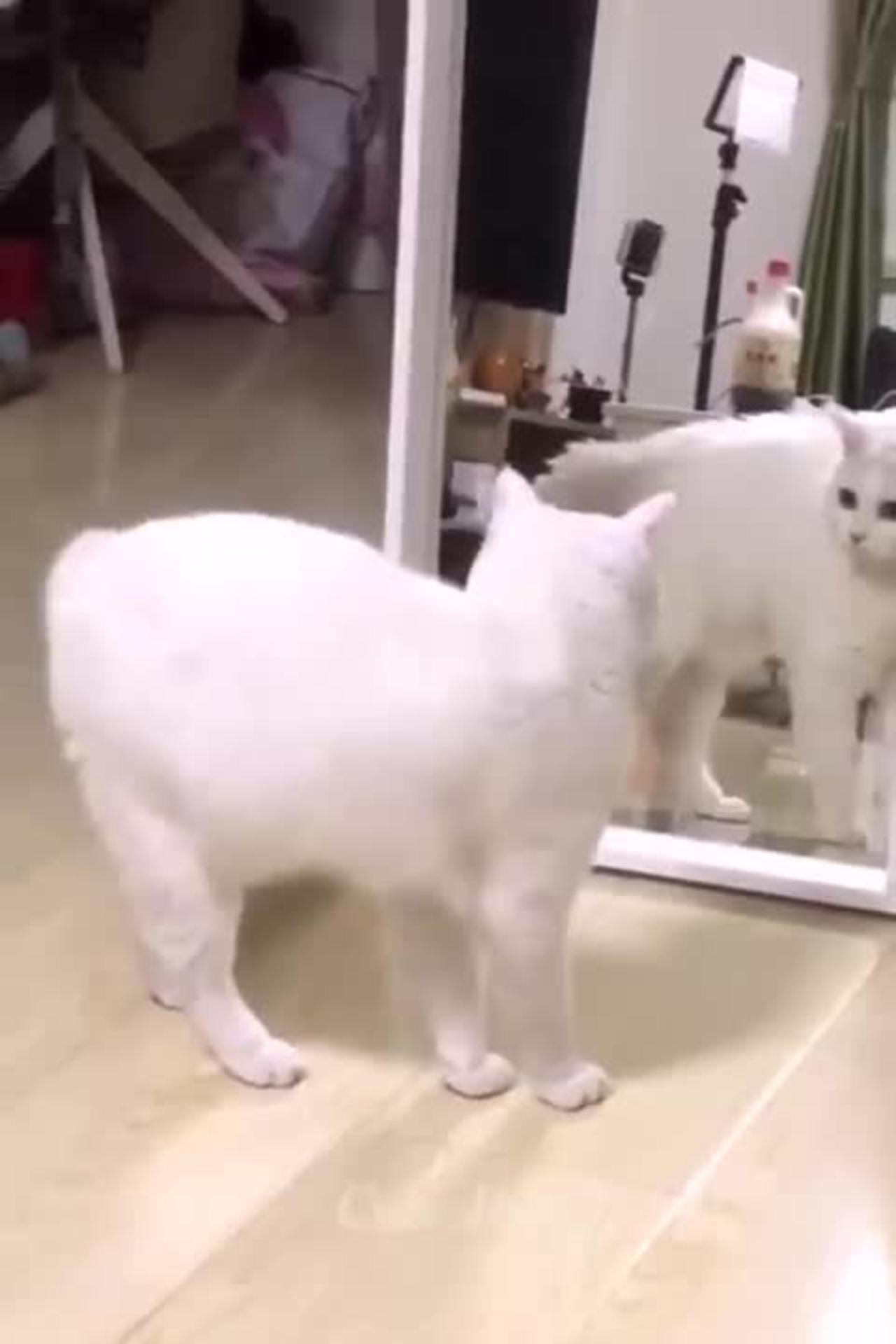 Omg So Funny 😂 Funny Dog and Cat 🐱🐶 Part 28