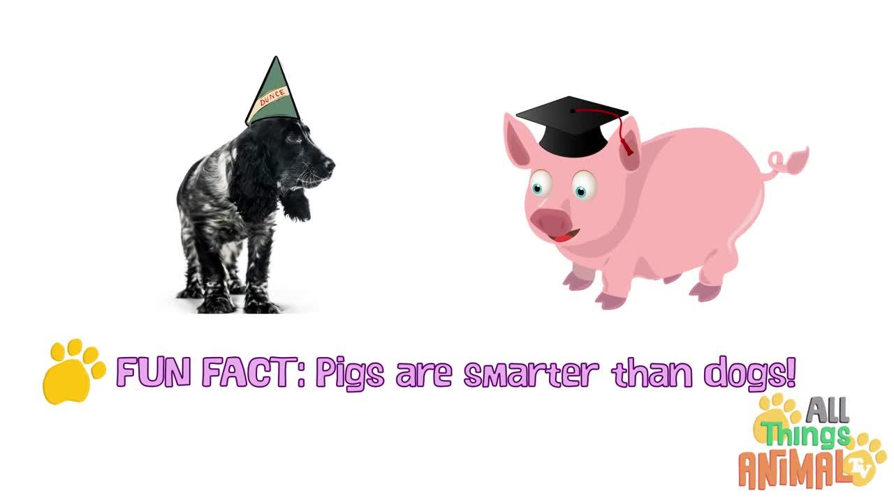 PIG * | Animals For Kids | All Things Animal