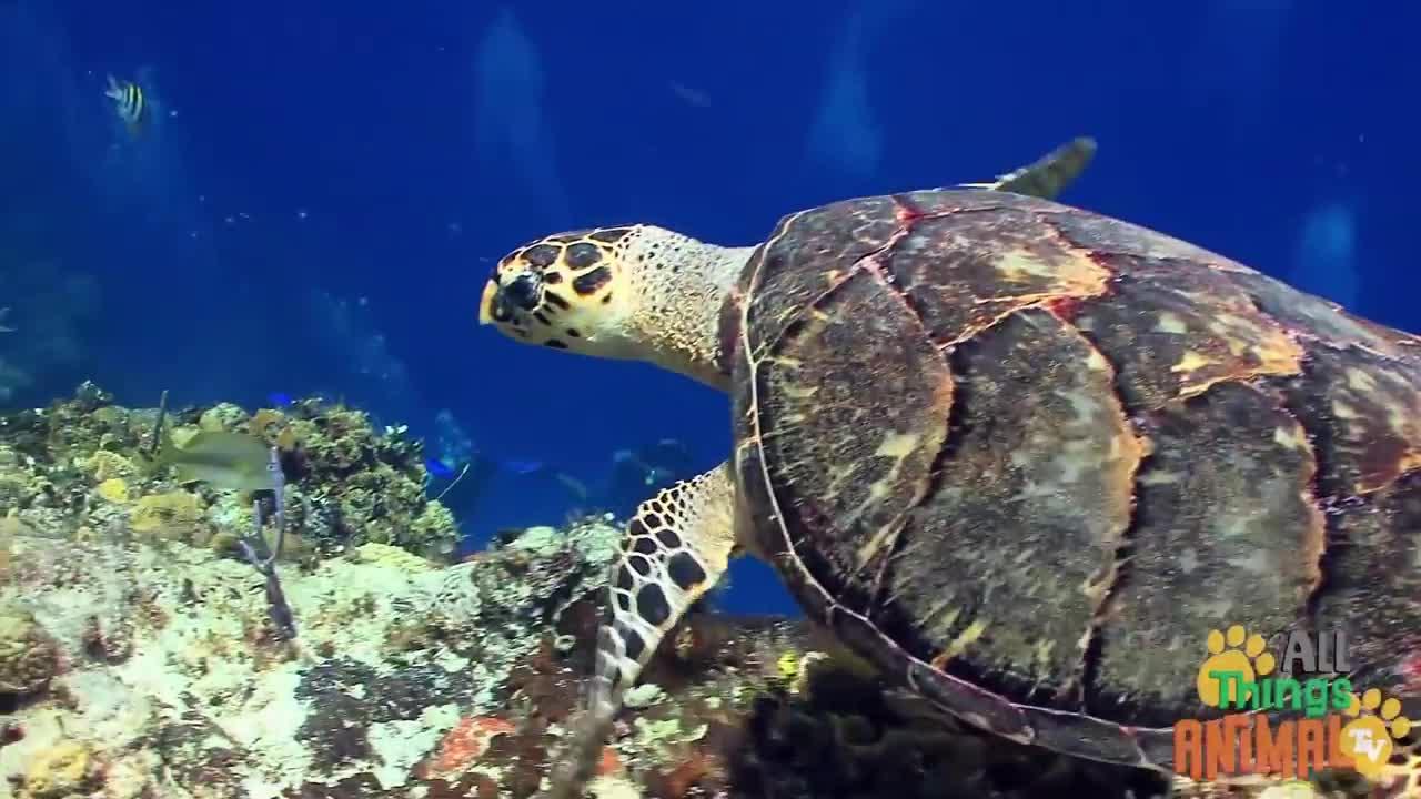 SEA TURTLES * | Animals For Kids | All Things Animal