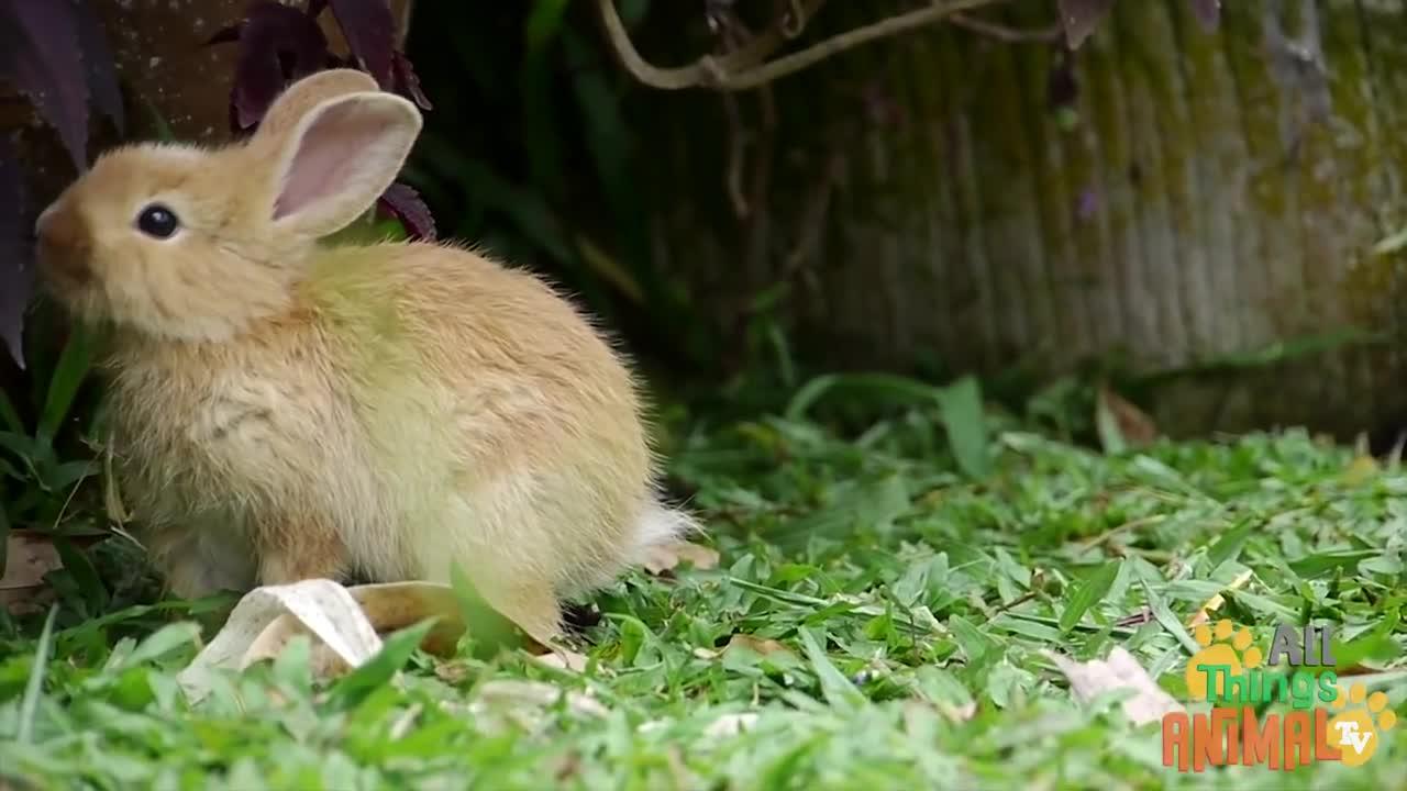 RABBIT* | Animals For Kids | All Things Animals