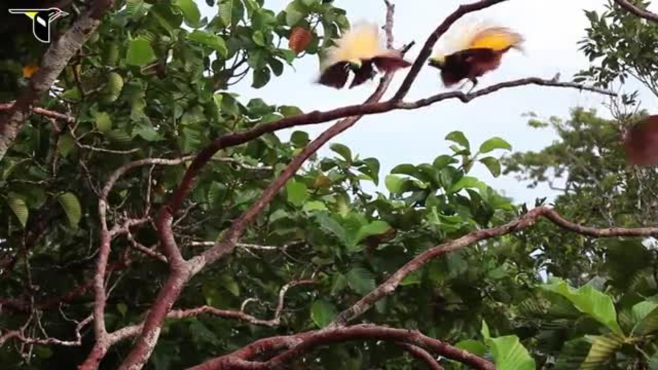 Greater Bird-of-Paradise - One News Page VIDEO