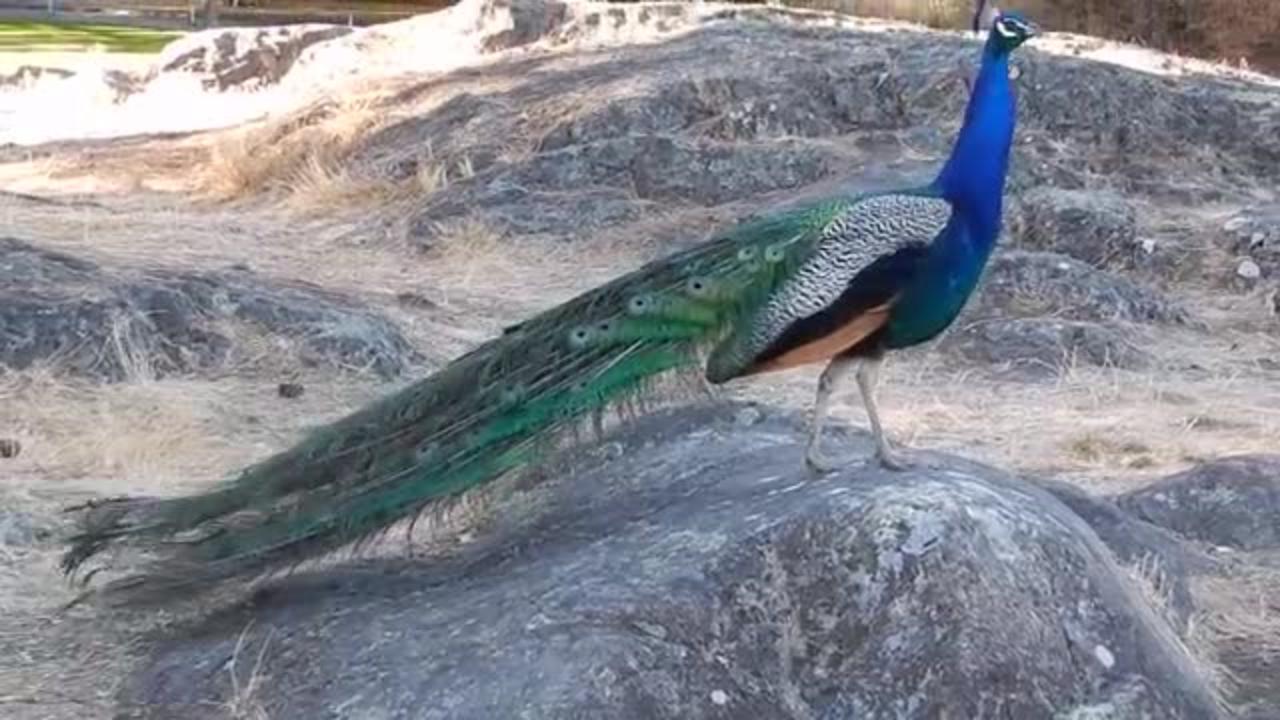 Peacock Love Call