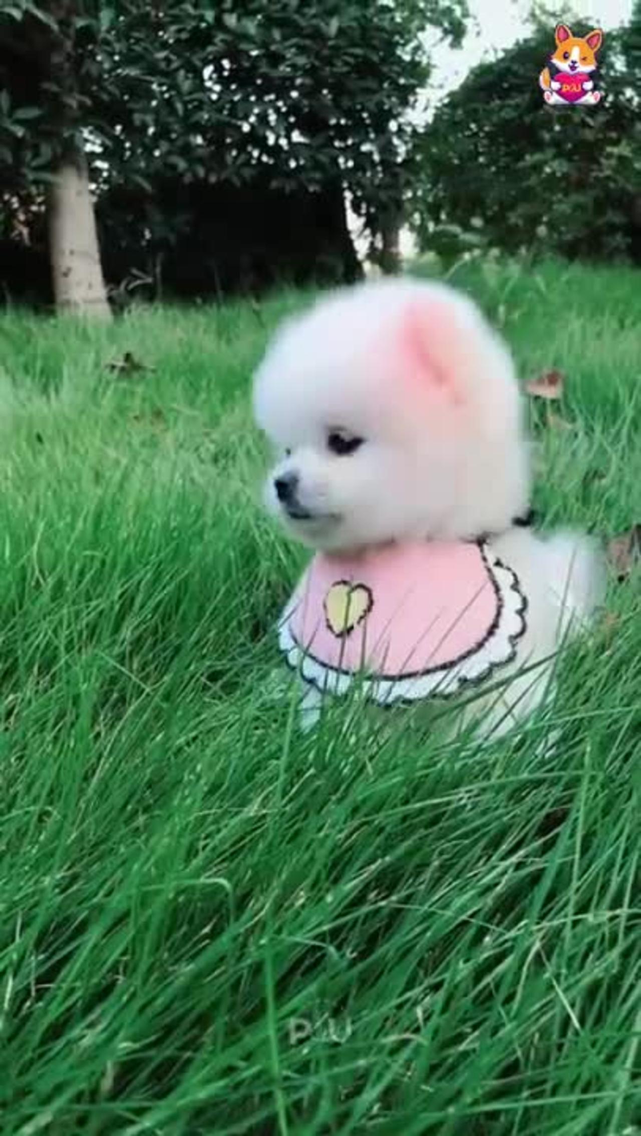 Cute and Funny Pomeranian Videos 87 #Shorts
