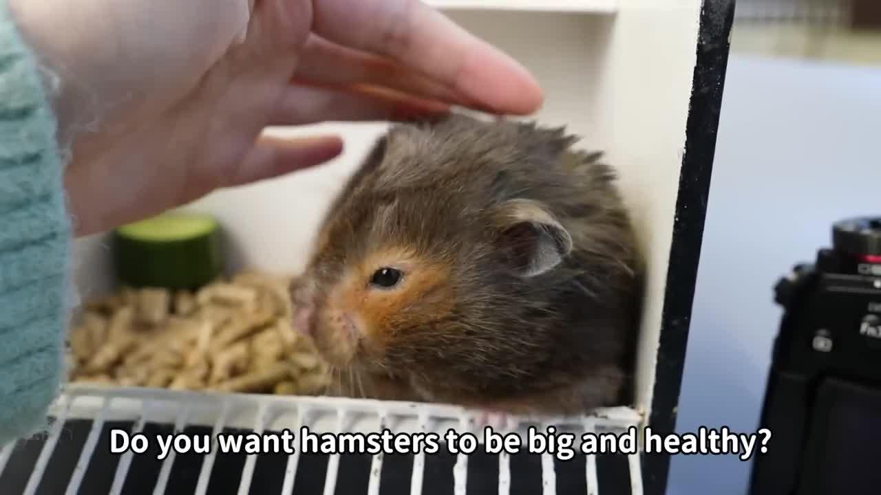 Diet Coke, the World's Biggest Hamster