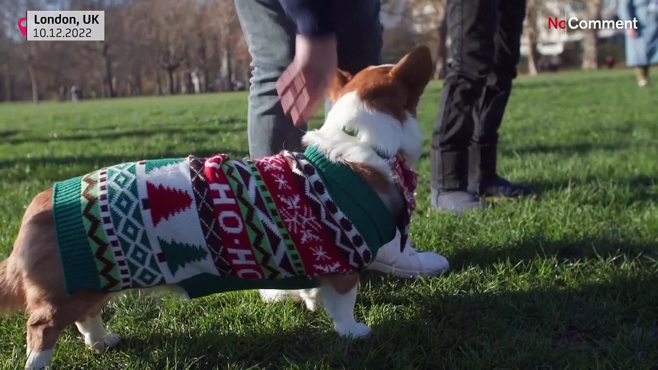 Watch: Adorable corgis wearing Christmas sweaters parade through London