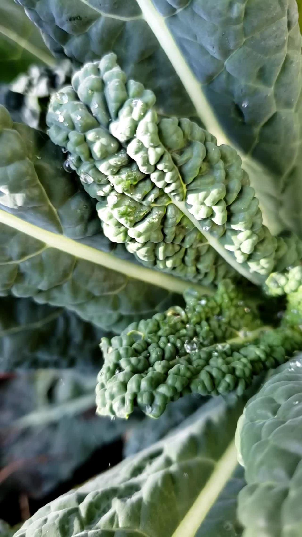 Winter garden, frosted Kale #kale