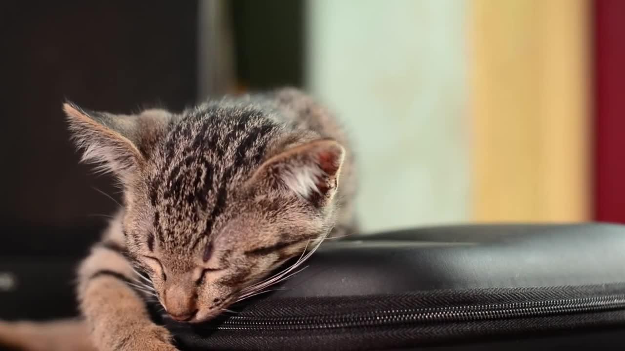 New funny cats video 2022 / cute cat 😺