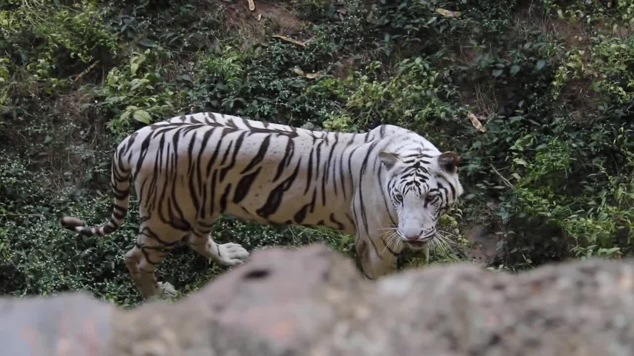 Beautiful White Tiger _ Name is Yamuna _ Gwalior Wildlife Zoo _ Bengal Tiger