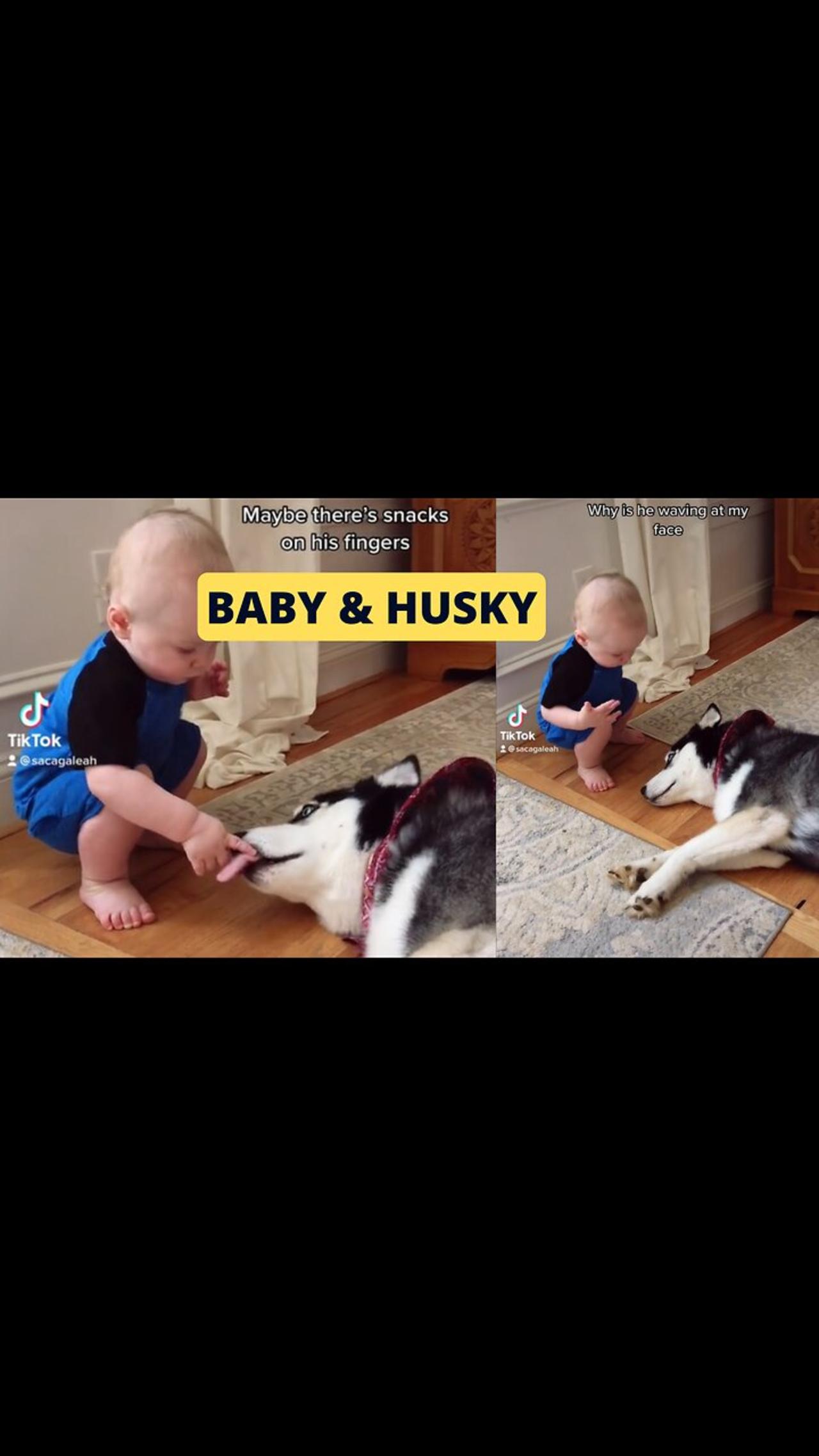 Baby and Husky Playing