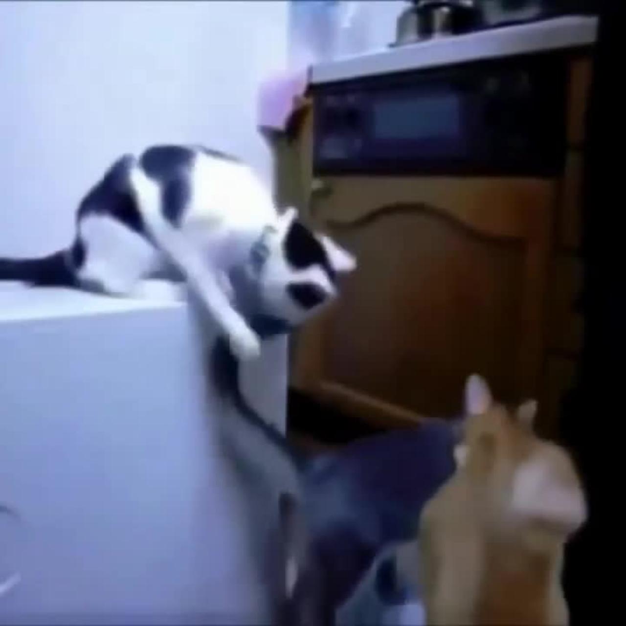 Funniest Animals Videos  l Three Cute Cats Fighting