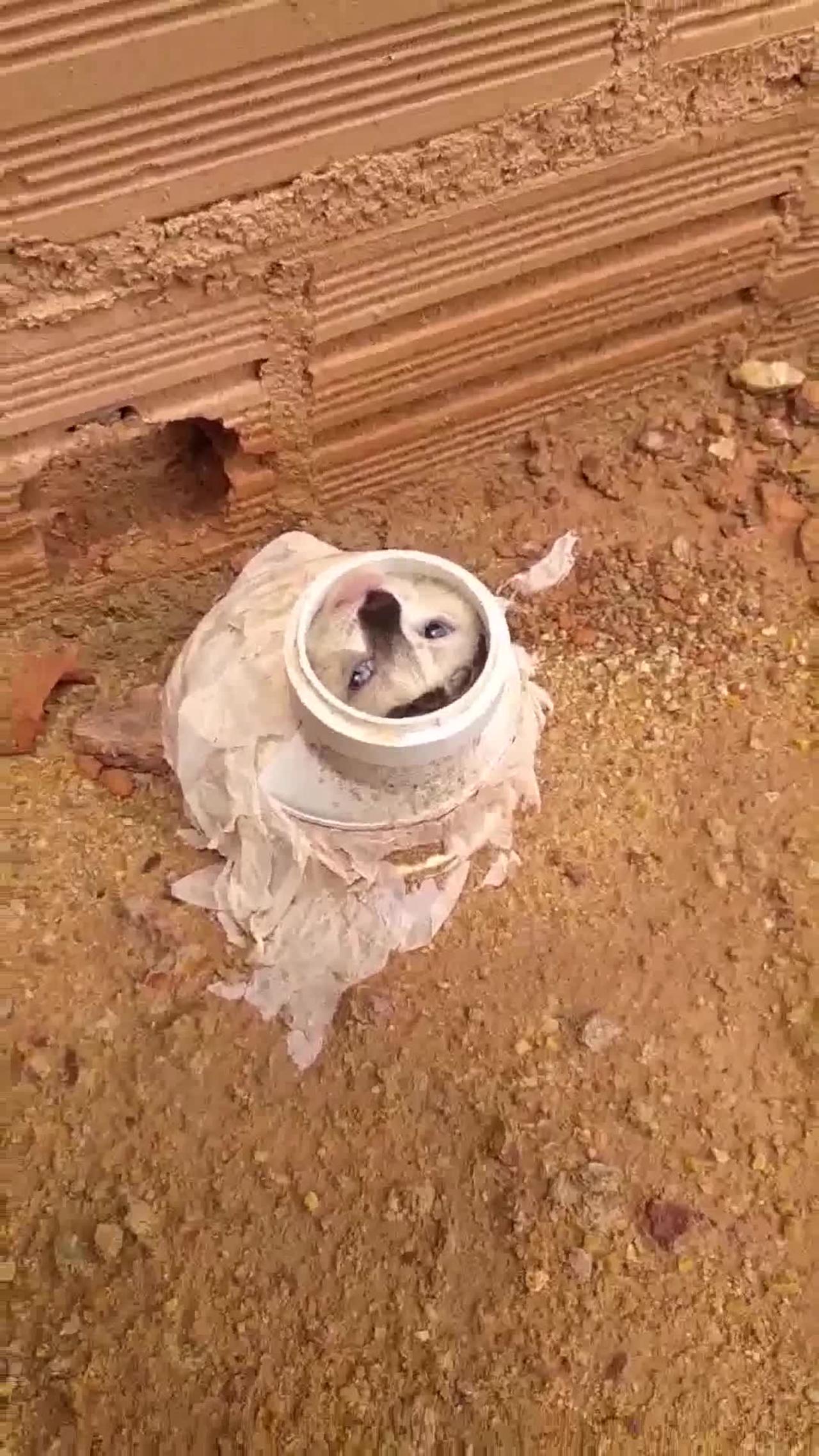 Kitten Rescued From Pipe