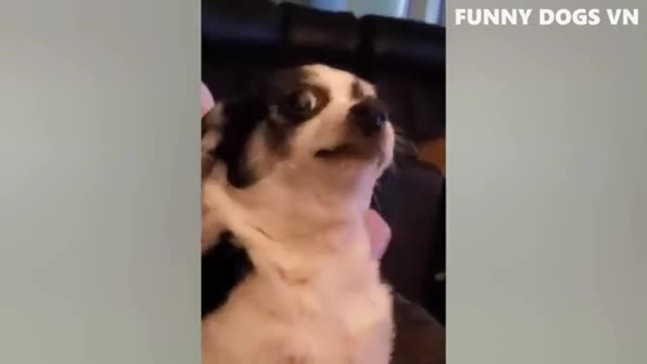 Enjoy Funny dog  video
