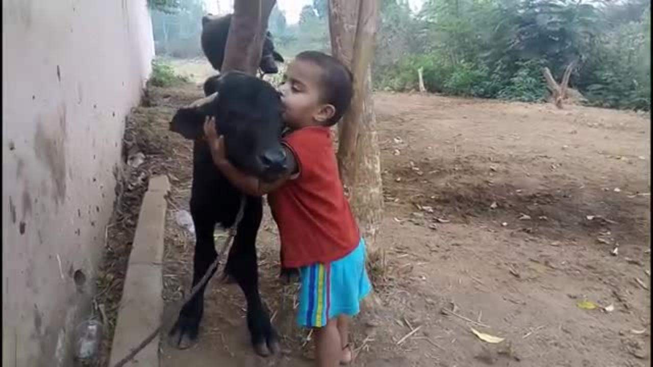 funny cute baby kissing buffalo calf