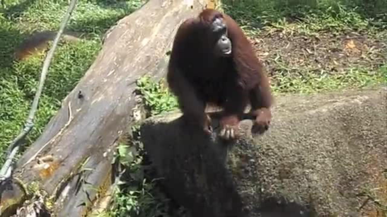 Top 5 Funniest Animal Videos in Singapore