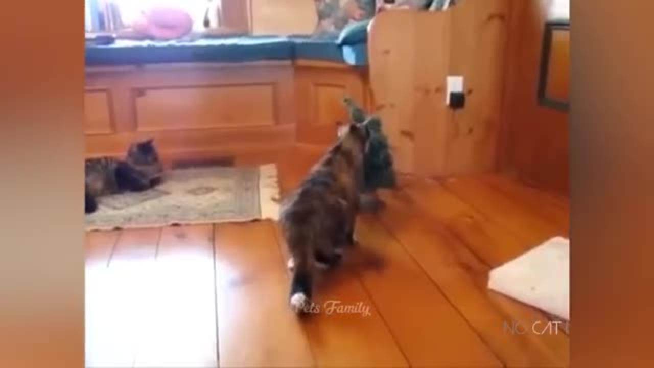 Funniest Animals 2022 😂 Funniest Cats and Dogs 😺🐶 Part 24 | Pets Family