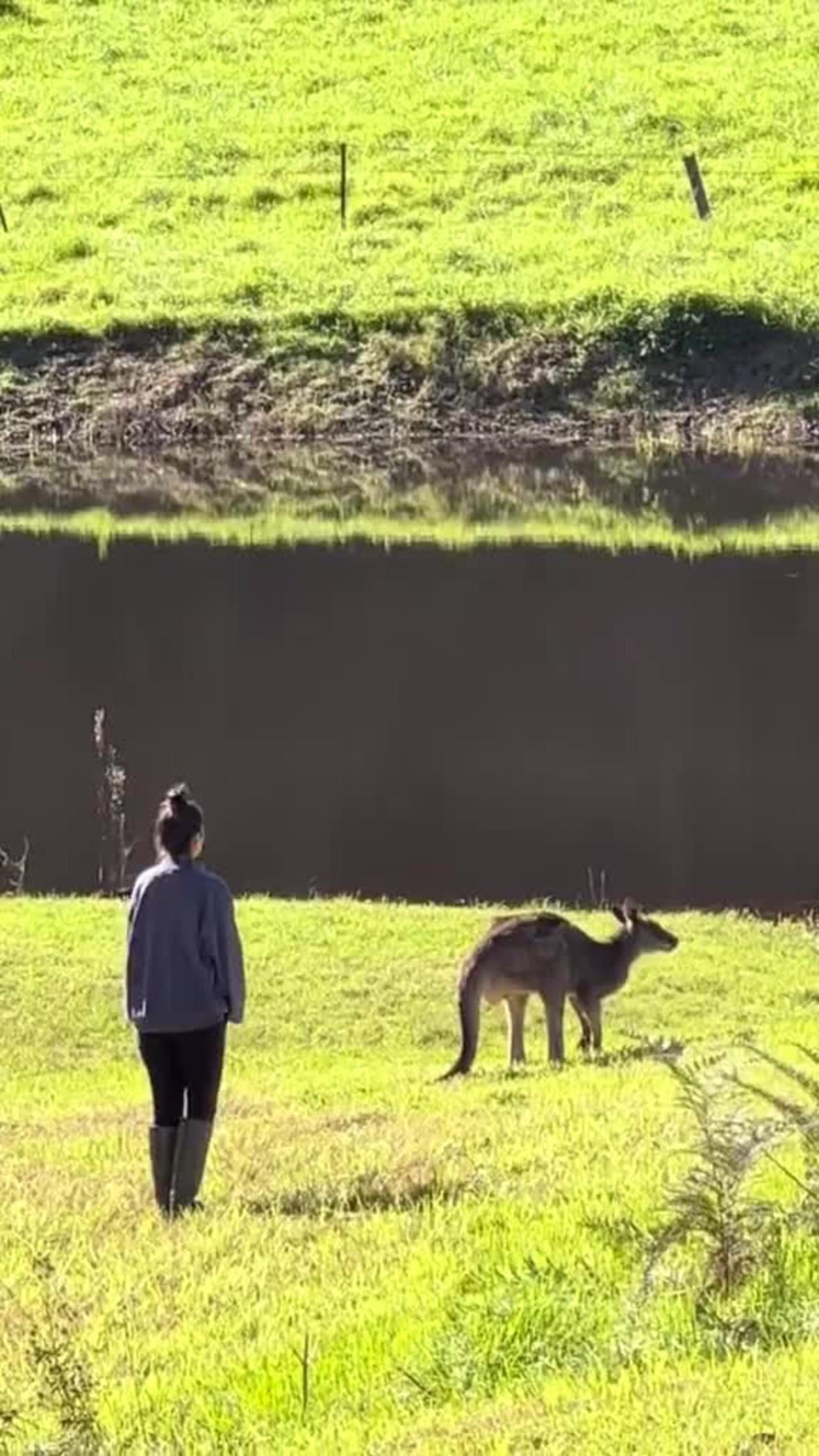 How Not to Approach a Kangaroo