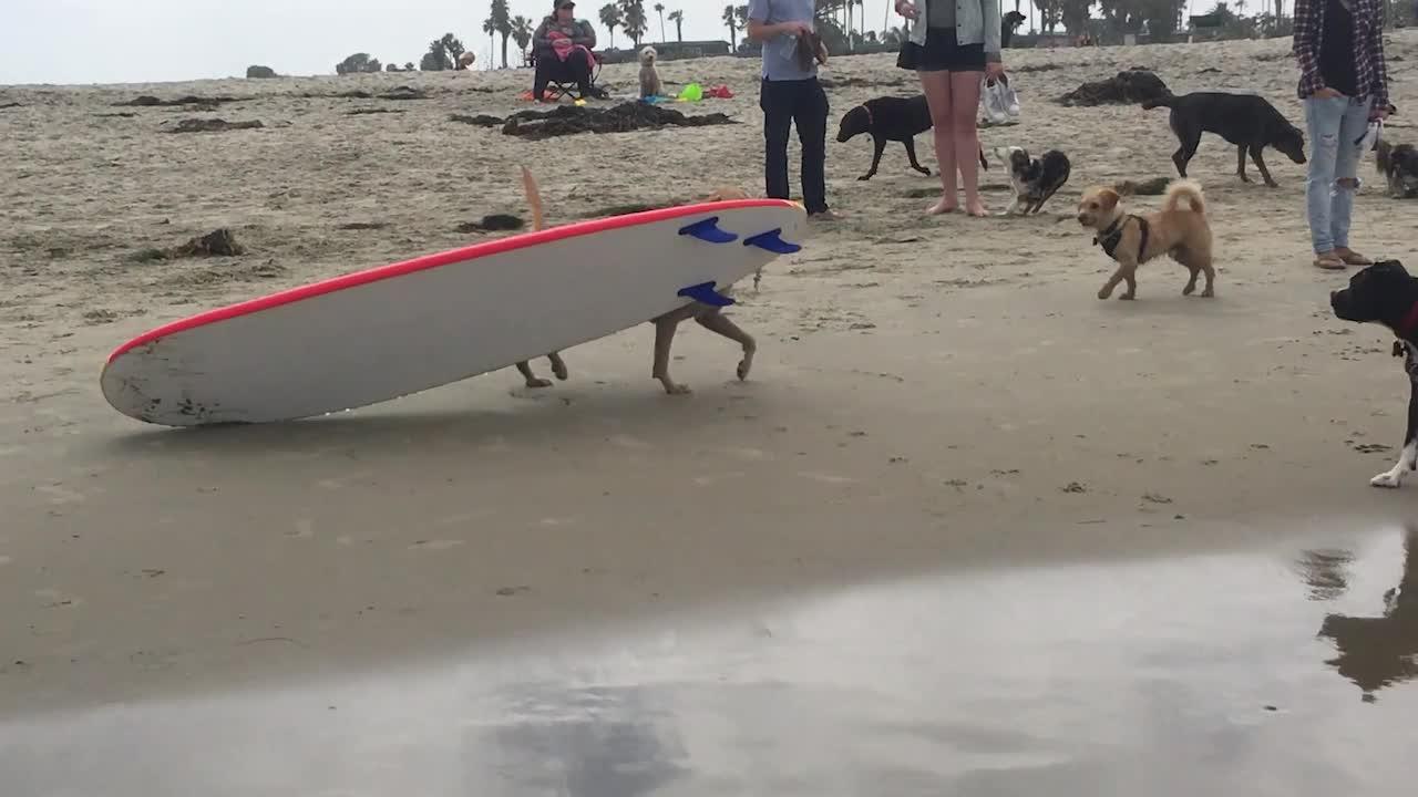 Labrador Loves to Surf