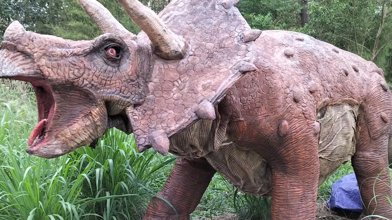 Triceratops mengaung