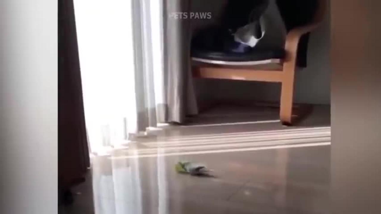 Smart And Funny Parrots Parrot Talking Videos
