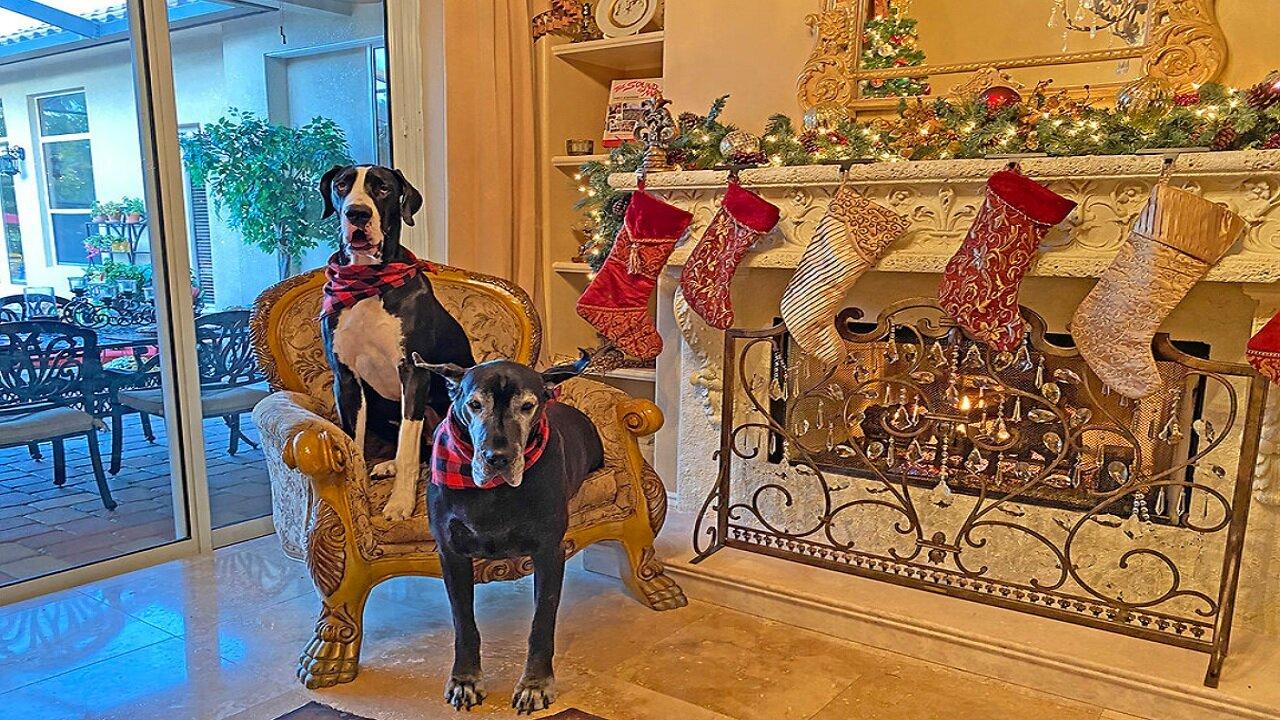 Great Danes pose by the fireplace for Christmas card