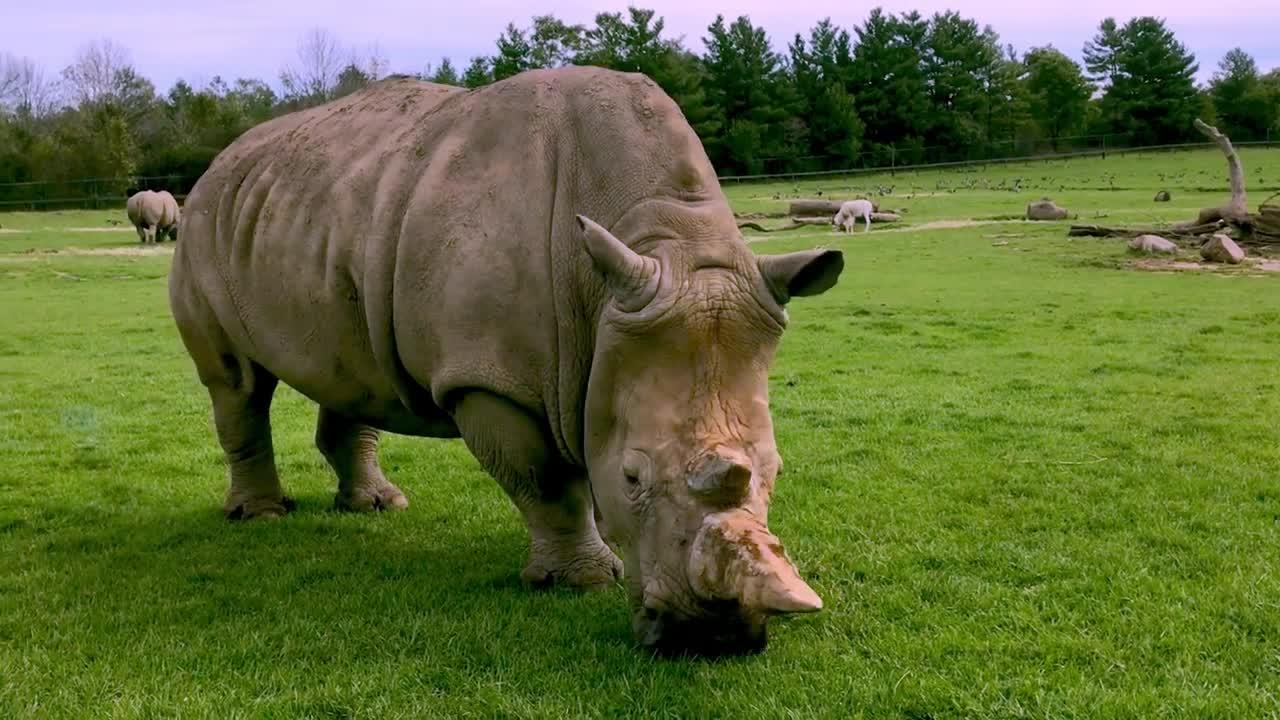 rhino eat grass