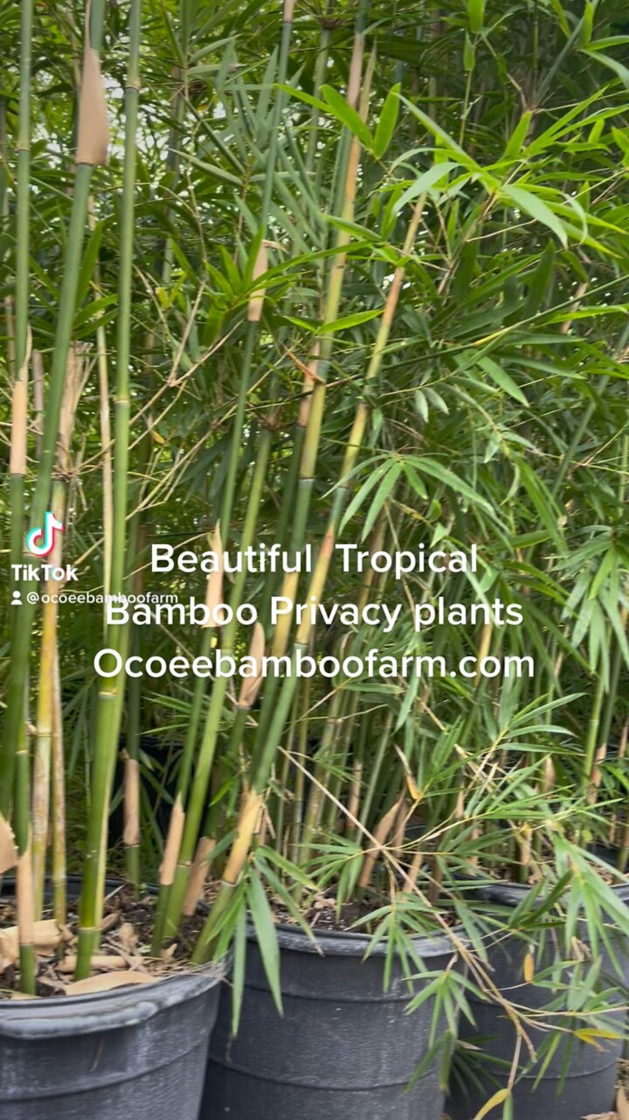 Beautiful Tropical Bamboo Privacy Hedges Ocoee Bamboo Farm 407-777-4807