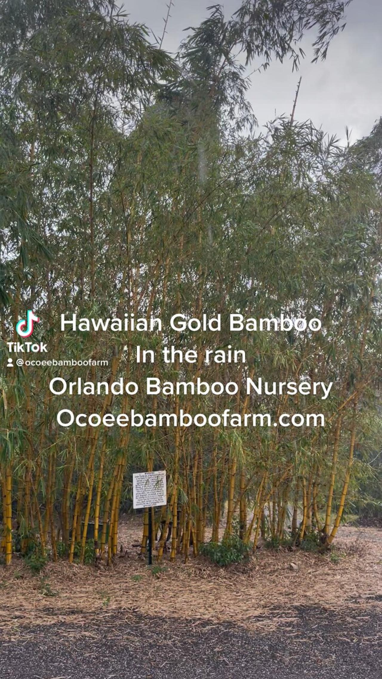 Hawaiian Gold Bamboo Blowing in the wind and rain Ocoee Bamboo Farm 407-777-4807