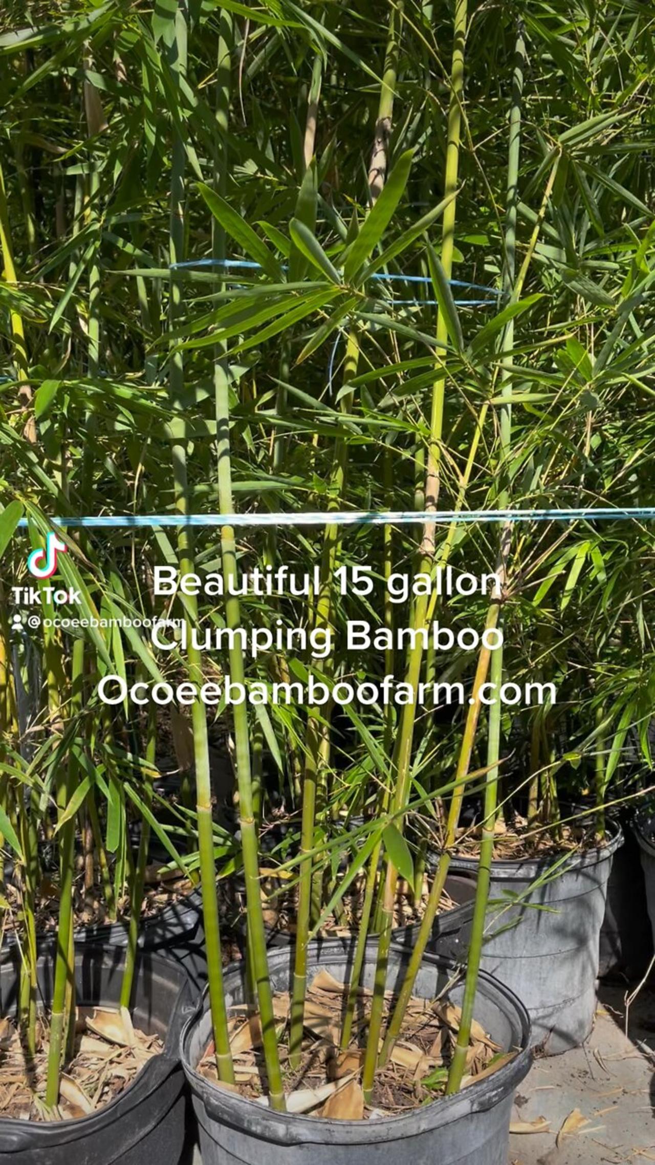 Beautiful 15 gallon Graceful Bamboo Ocoee Bamboo Farm 407-777-4807