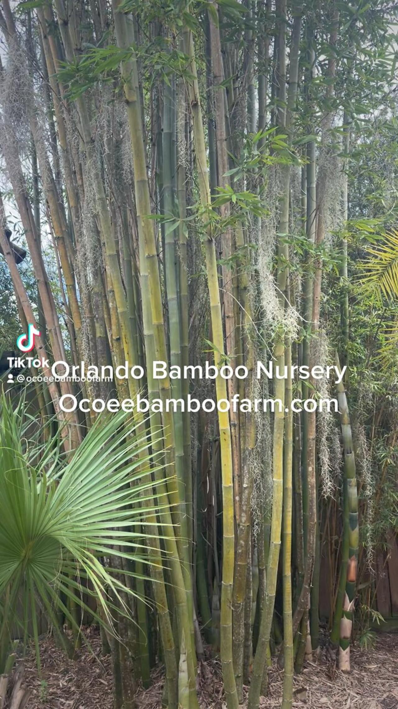 Orlando Bamboo Nursery Ocoee Bamboo Farm 407-777-4807