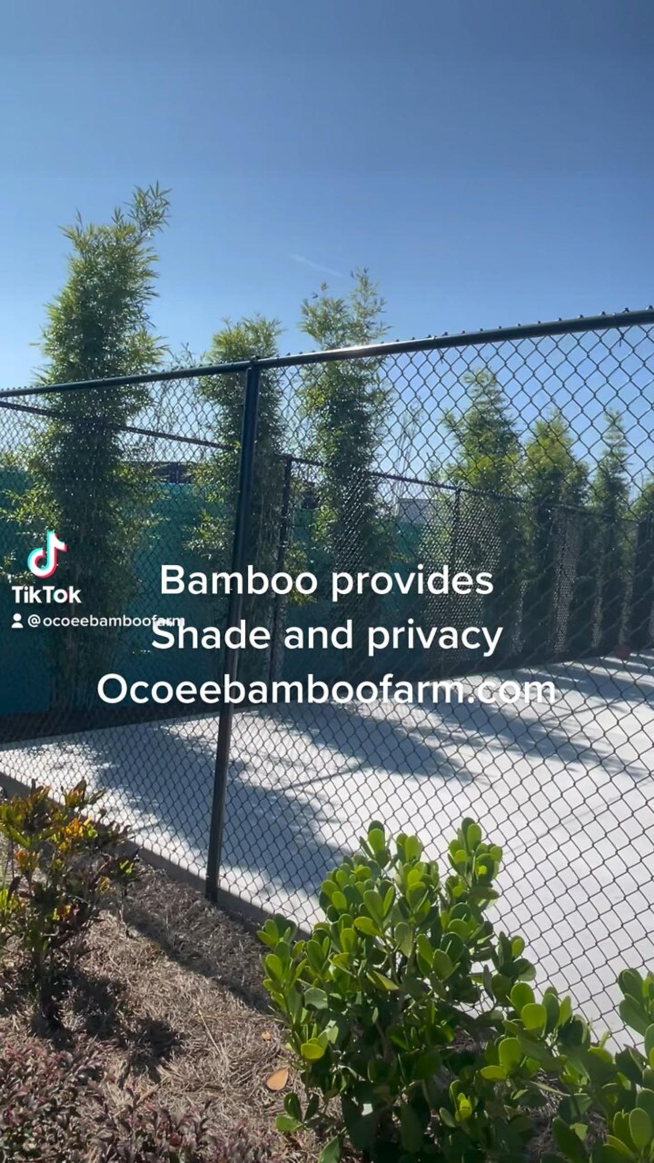 Florida privacy and shade plants Fast Growing Ocoee Bamboo Farm 407-777-4807