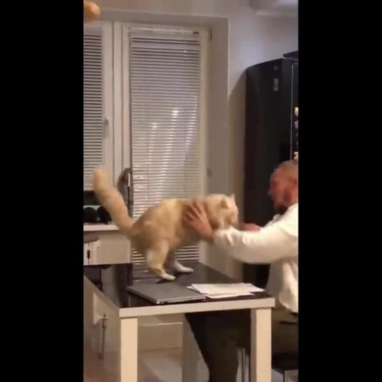 Man tease a cute cat and cat angrily bite his hand