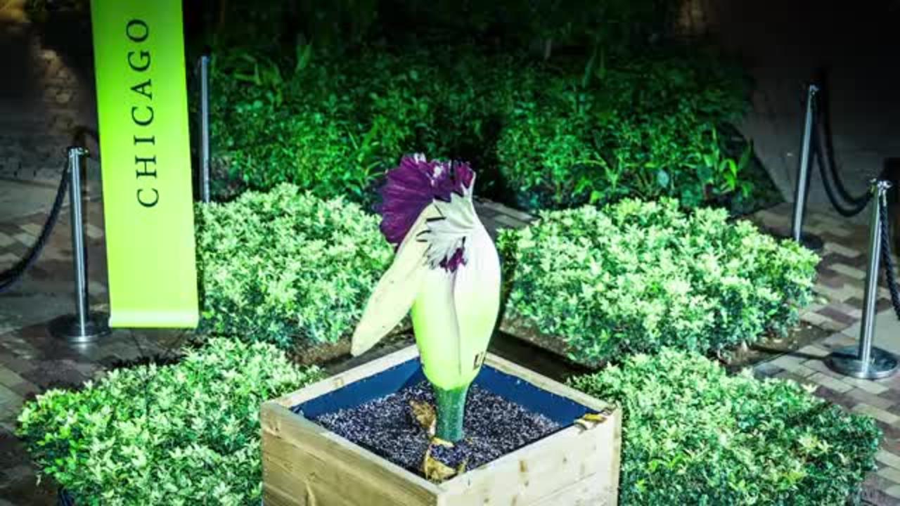 Corpse Flower Timelapse Video: Chicago Botanic Garden