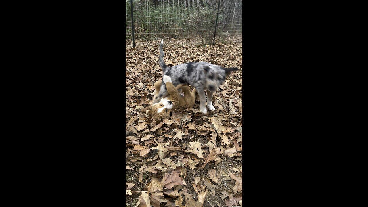 Puppies Playing in Leaves