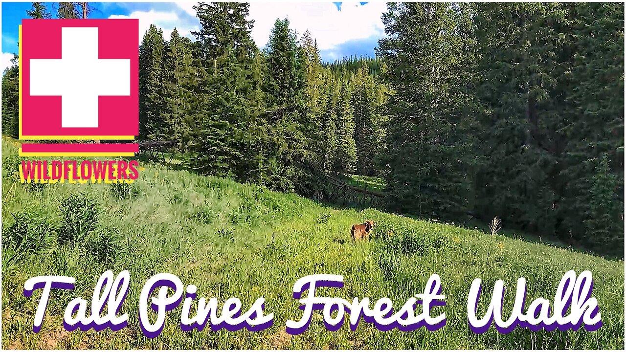 Tall Pines Forest Walk ~ Wildflowers Wilderness and Wiggles