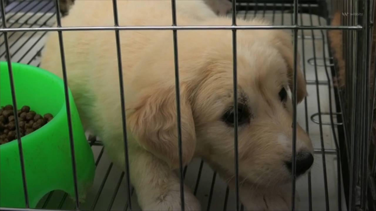 New York Bans Retail Sale of Dogs, Cats and Rabbits