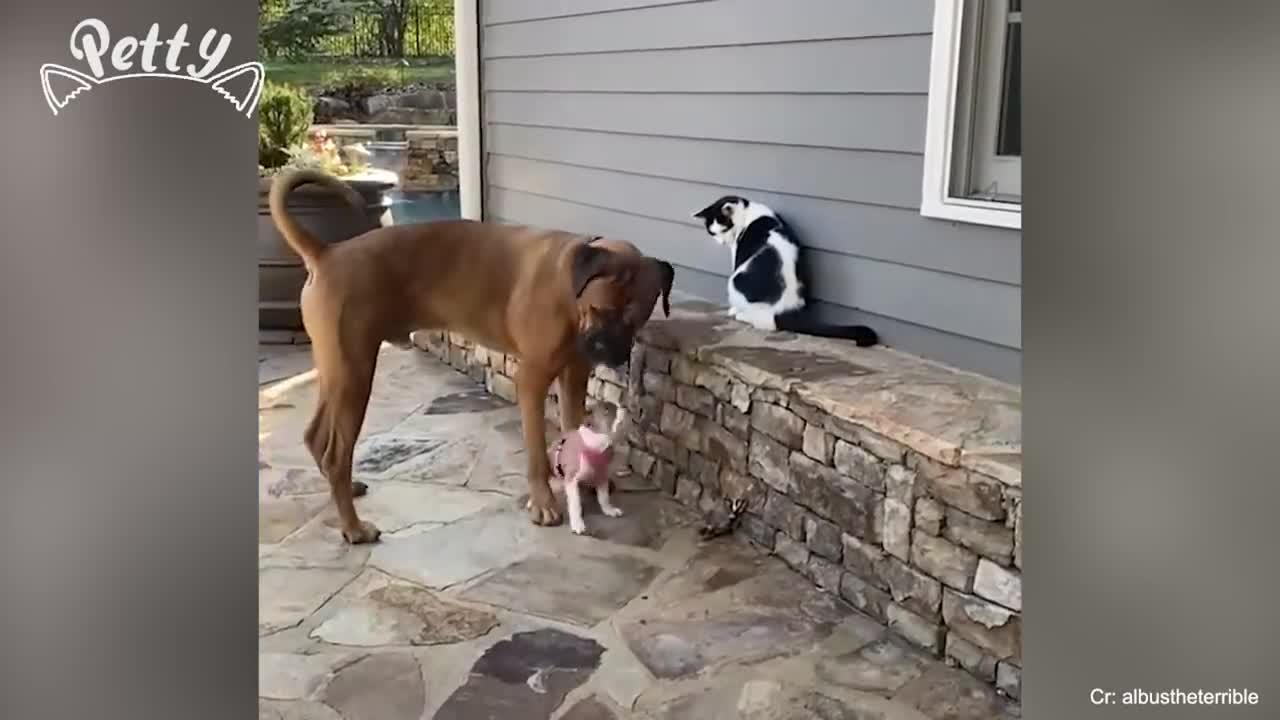 Dogs-Cats funny fighting