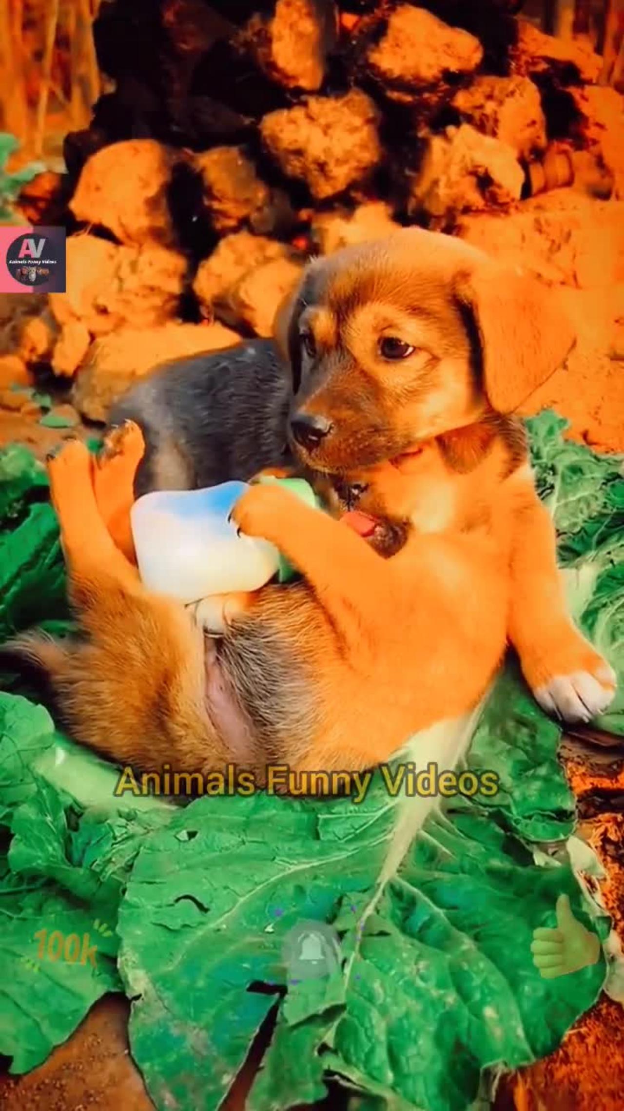 Puppis Milk Feeding | Cute Baby Dog Video | Little Puppy Videos | Animals Funny Videos #shorts #dog