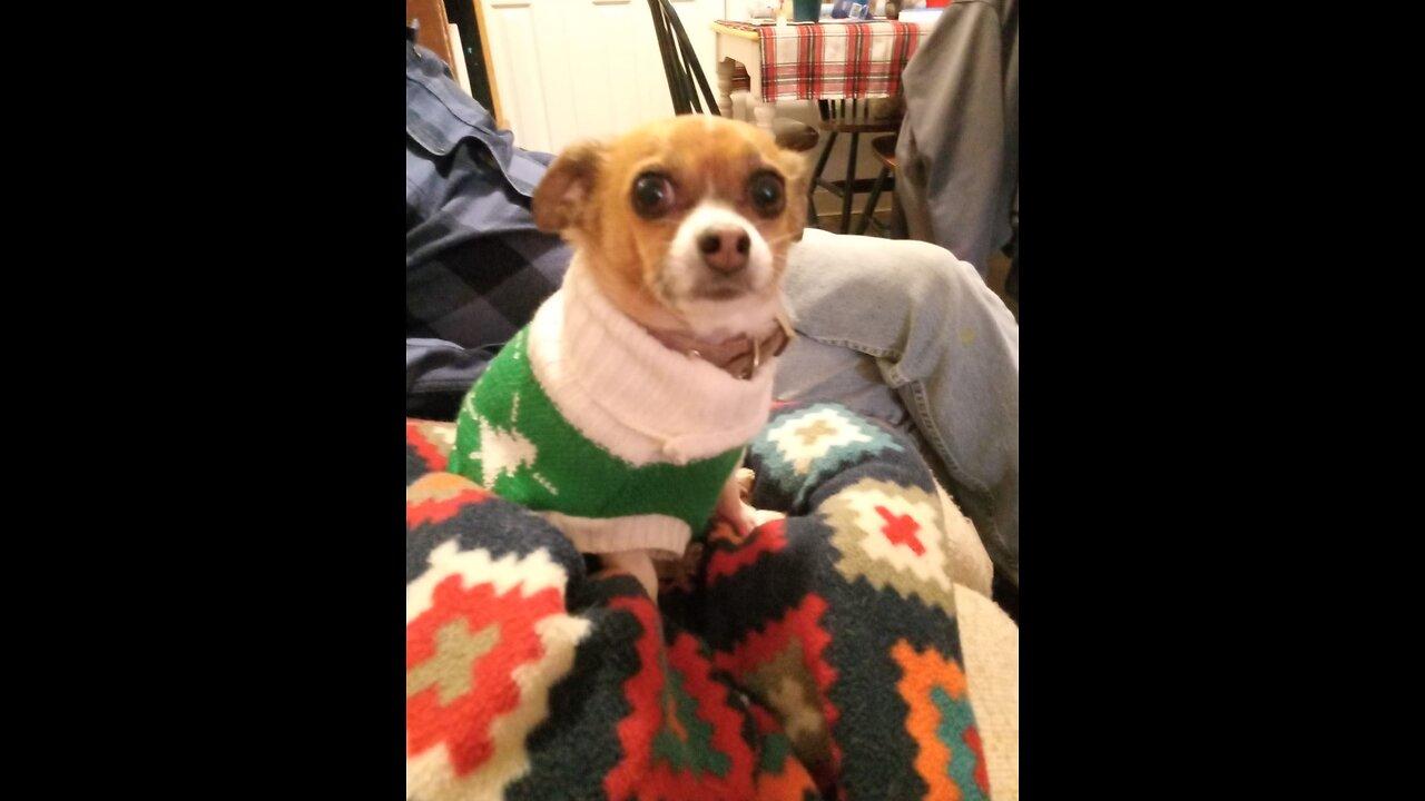 Tinkerbell got a new Christmas sweater..