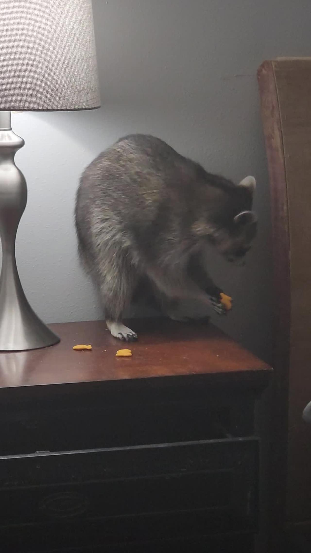 Sneaky Raccoon Eats Goldfish Crackers