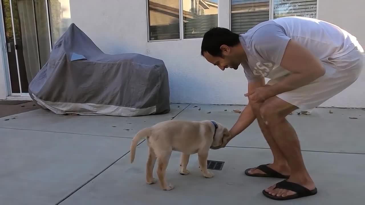 Dog showing training skills tricks