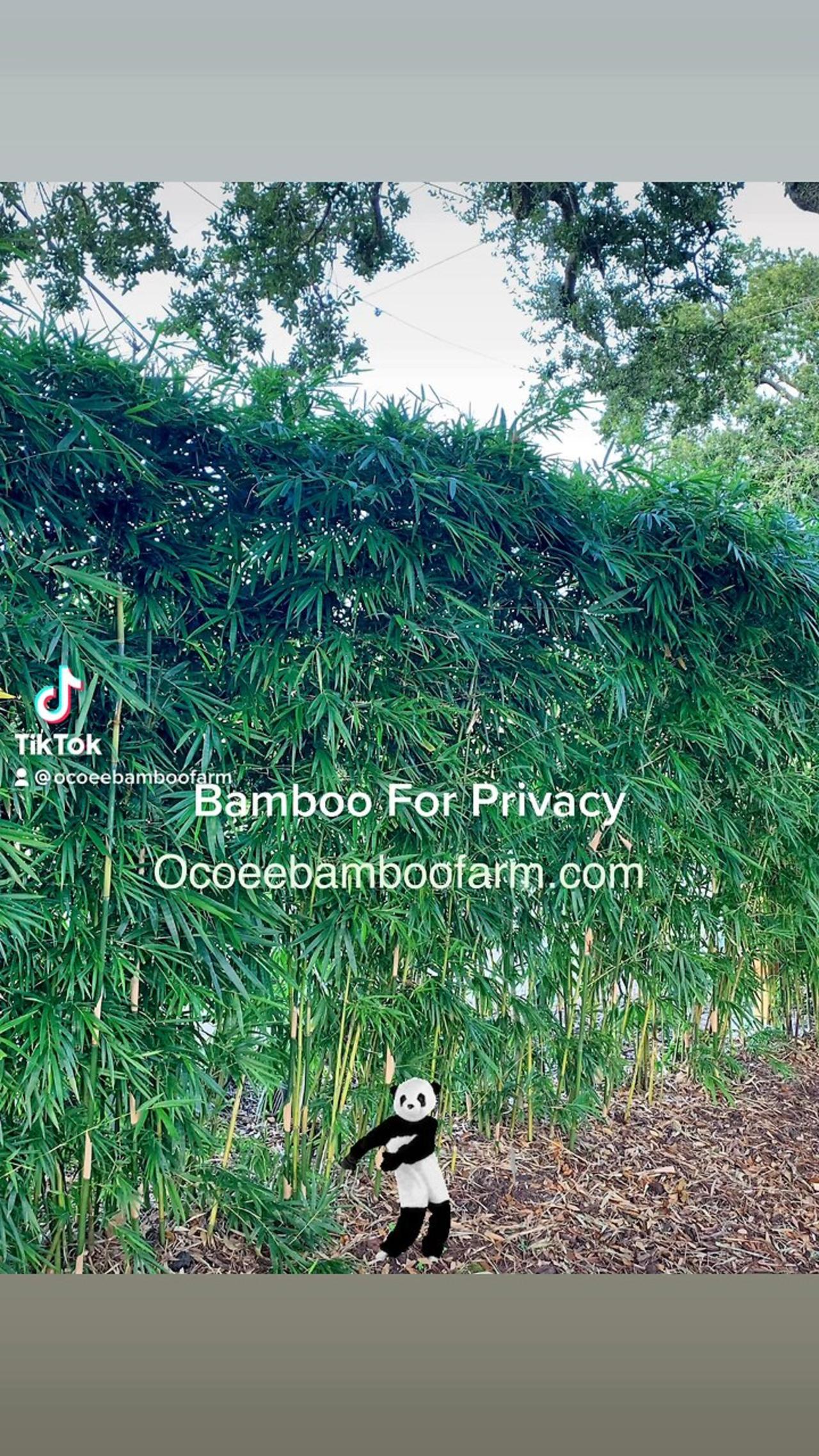 Bamboo For Privacy in Florida