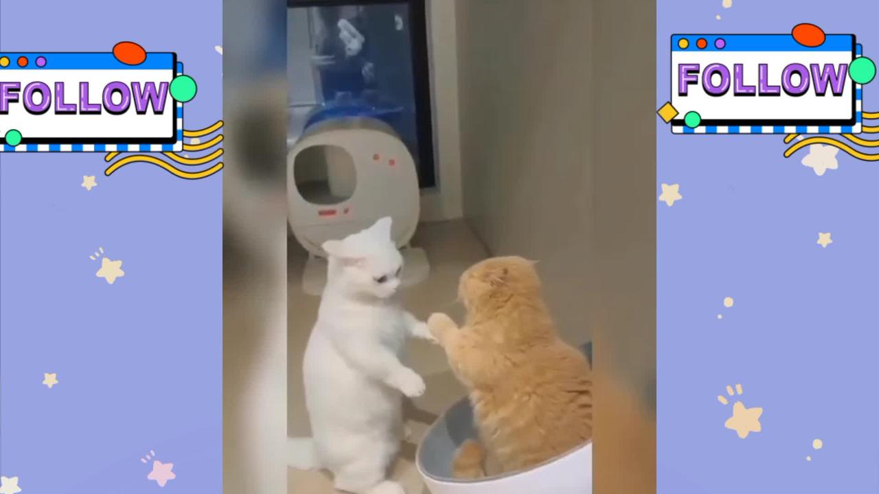 cute cat video compilation #2 - funny cat videos
